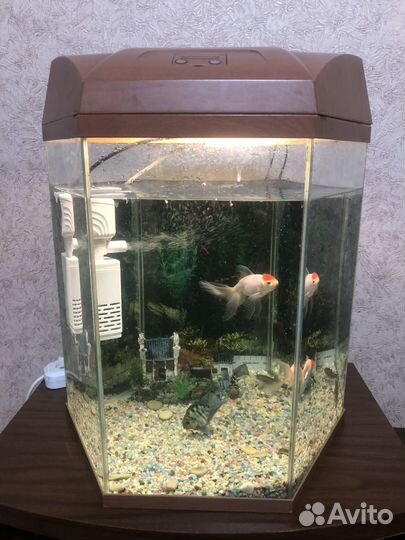 Аквариумные рыбки сомики