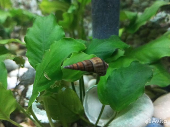 Улитки аквариумные