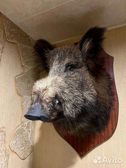 Голова кабана