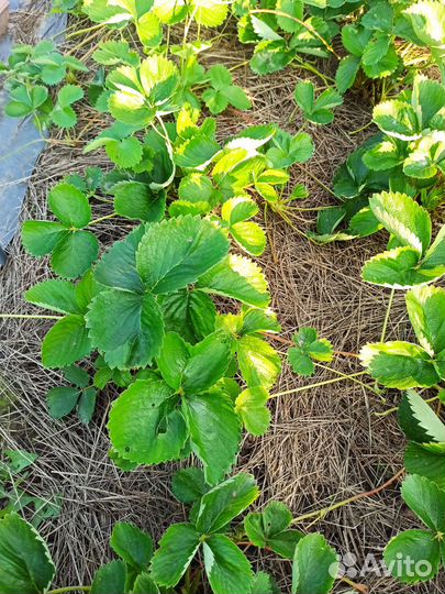 Усы ремонтантной клубники