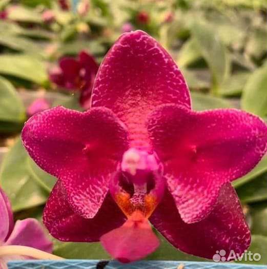 Орхидея mituo king ES