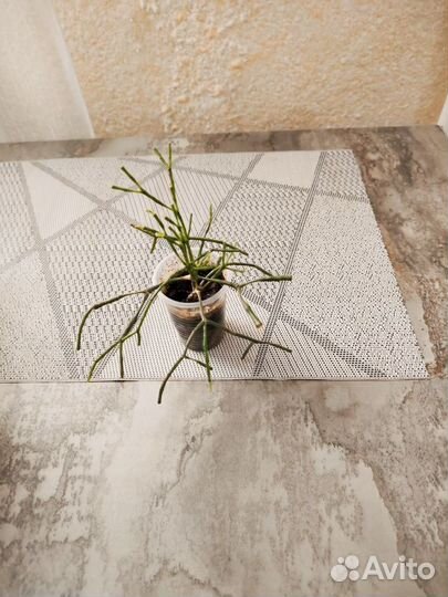 Продам отростки комнатных цветов