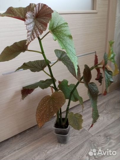 Бегония макулата пятнистая