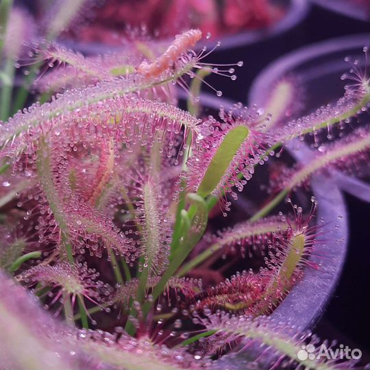 Росянка. Плотоядные растения