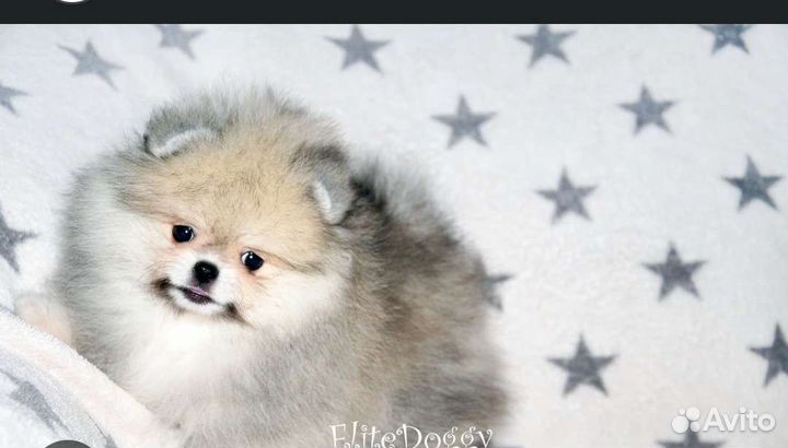 Щенки померанского шпица медвежьего типа