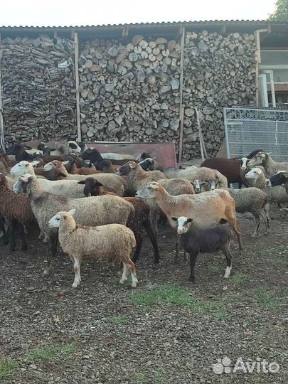 Барашки.Овцы