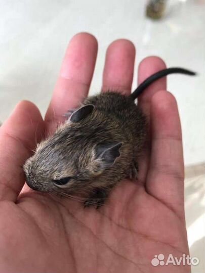 Дегу малыши агути