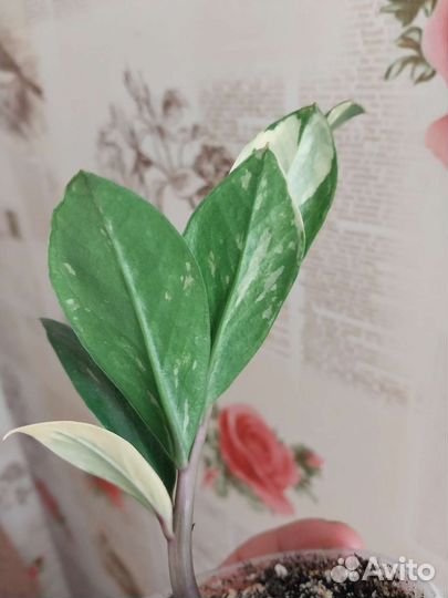 Замиокулькас вариегатный шорт лив