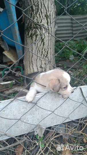 Собаки бесплатно в добрые руки щенки