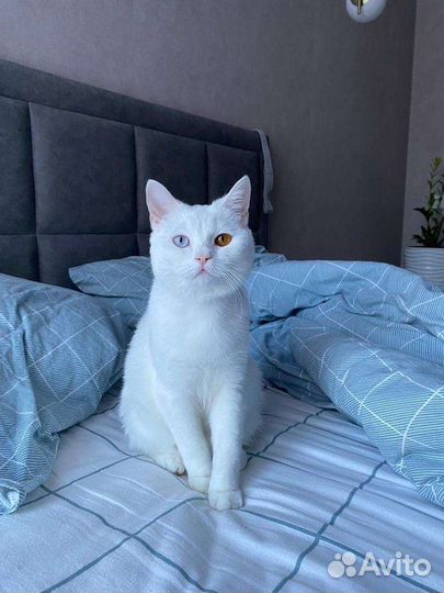 Кошка