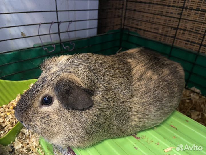 Морская свинка бесплатно