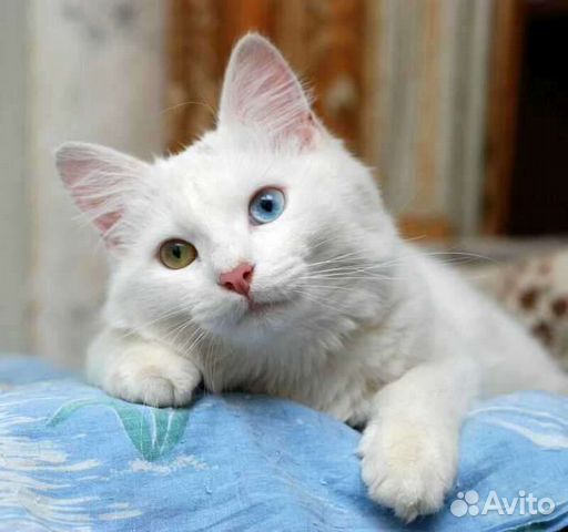 Турецкая ангора купить в Богородске | Животные и зоотовары | Авито