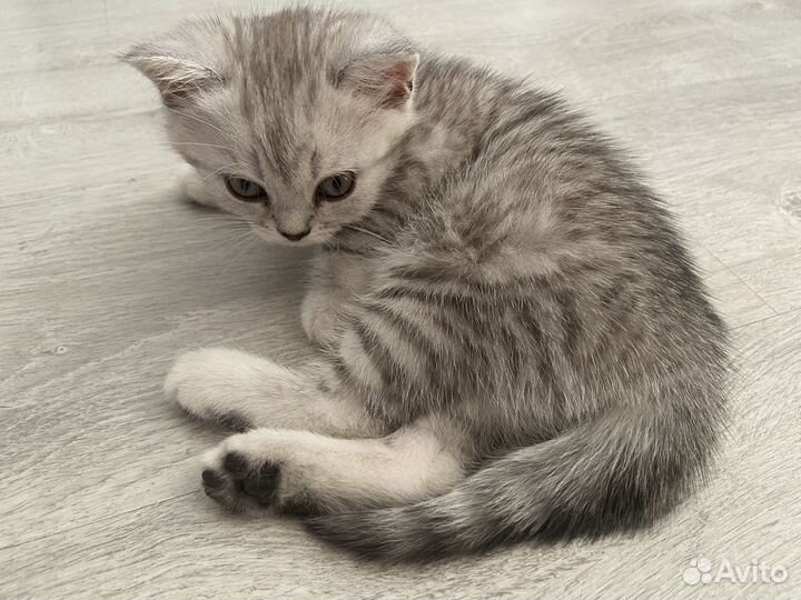 Британская