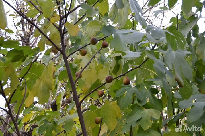 Продам саженцы инжира в стаканчиках