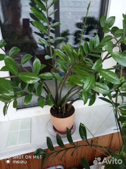 Замиокулькас