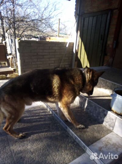 Немецкая овчарка кобель