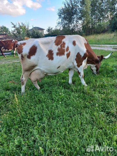 Коровы и бычки