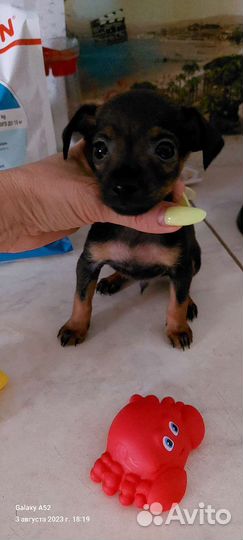 Мальчики тойчики