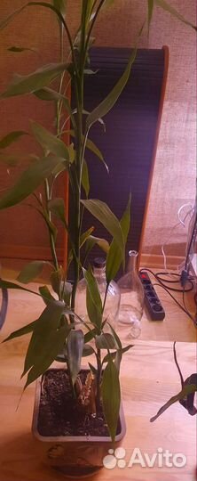 Монстера и другие комнатные растения