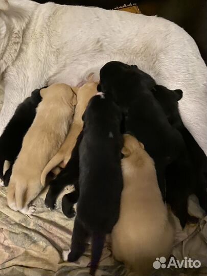 Продам щенков