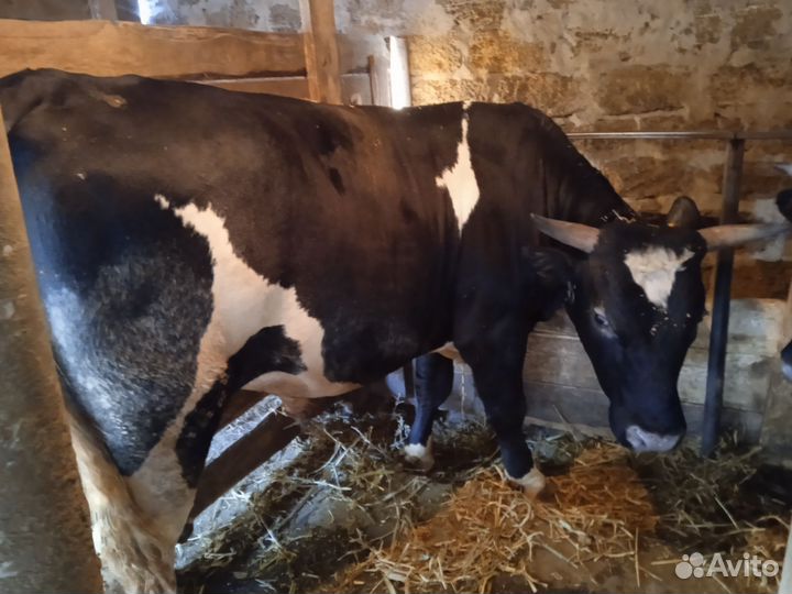 Быки на мясо