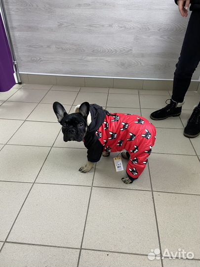 Комбинезон для собаки тёплый на меху