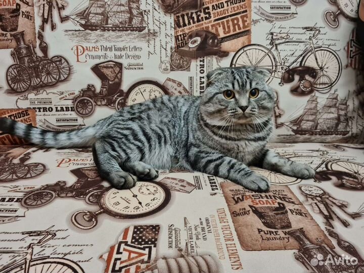 Случка кошки