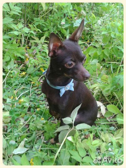 Выгул собак