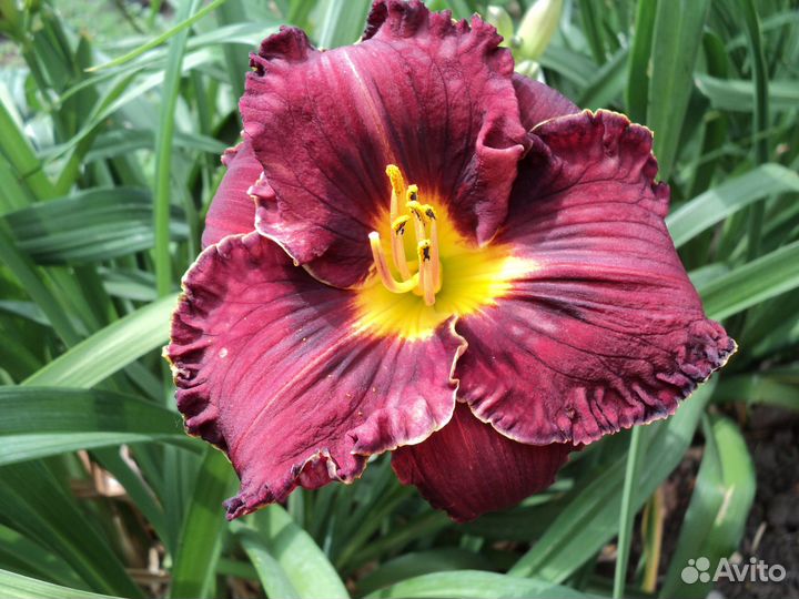 Лилейники сортовые