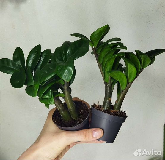 Фикус муншайн,филодендрон,зензи
