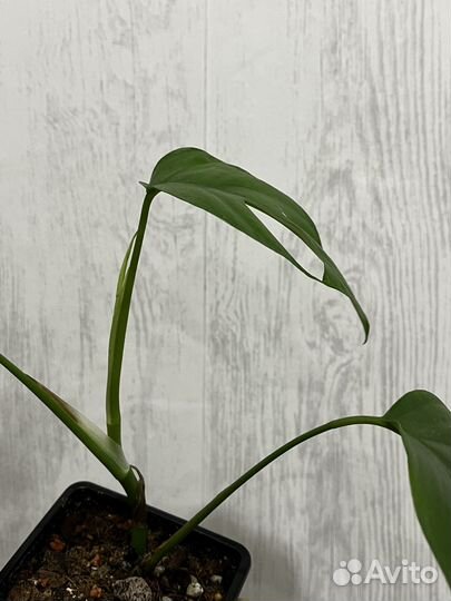 Рафидофора тетрасперма