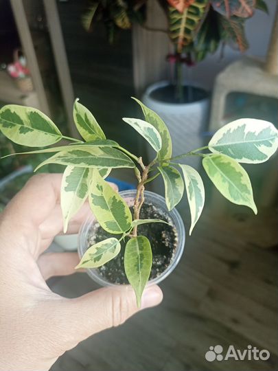 Фикусы Бенджамина(разные сорта)
