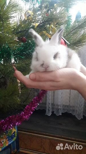Домашние декоративные кролики