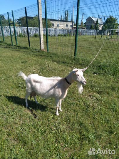 Коза дойная