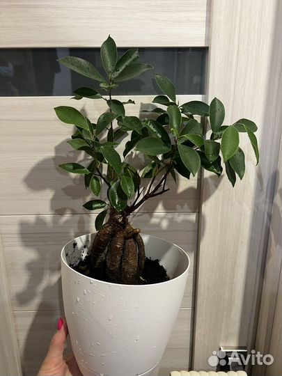 Фикус микрокарпа гинсенг