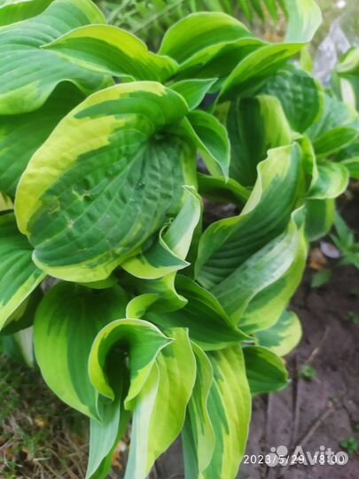 Хоста, папоротник, почвопокровные