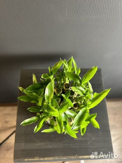 Бамбук лаки