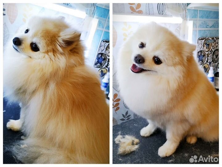 Стрижка собак, груминг, тримминг, экспресс-линька