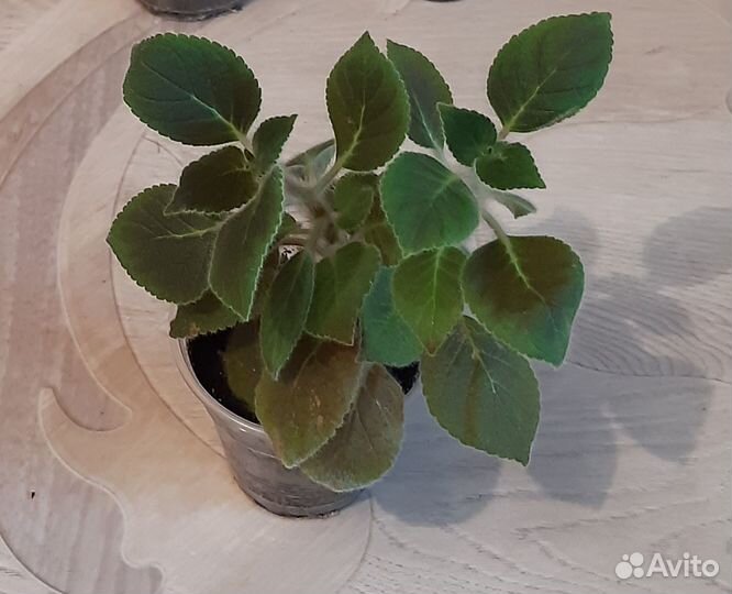 Цветы Калерия