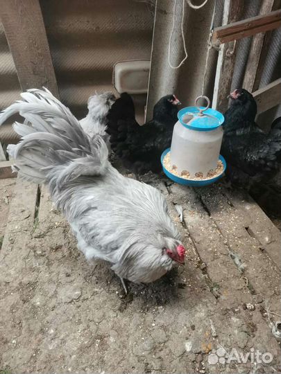 Инкубационное яйцо. Цыплята.Куры