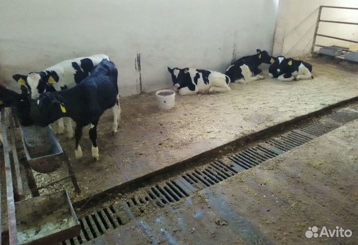 Бычки телята крс