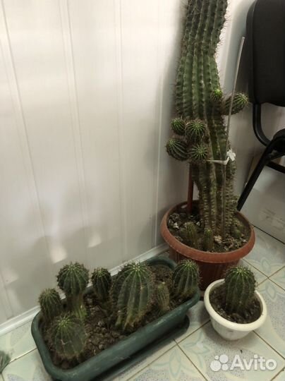 Продаются алоэ и кактусы