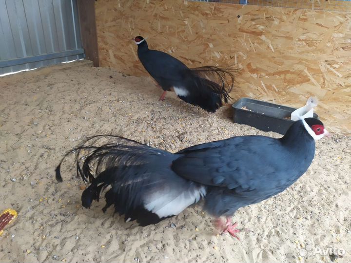 Фазаны разных пород