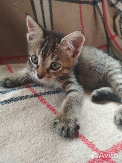 Котёнок-девочка от кошки-мышеловки в дар