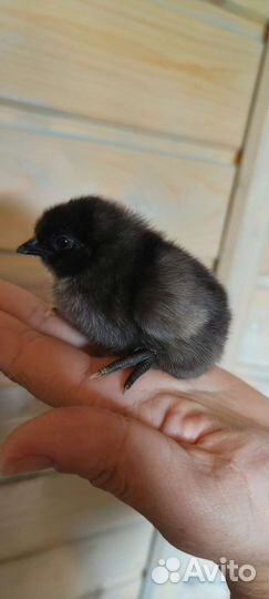 Цыплята от суточных до подрощенных, яйца