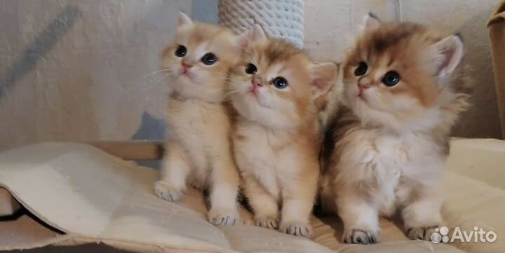 Британская золотая шиншилла