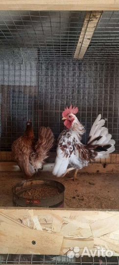 Малазийская Серама Инкубационное яйцо 250 р