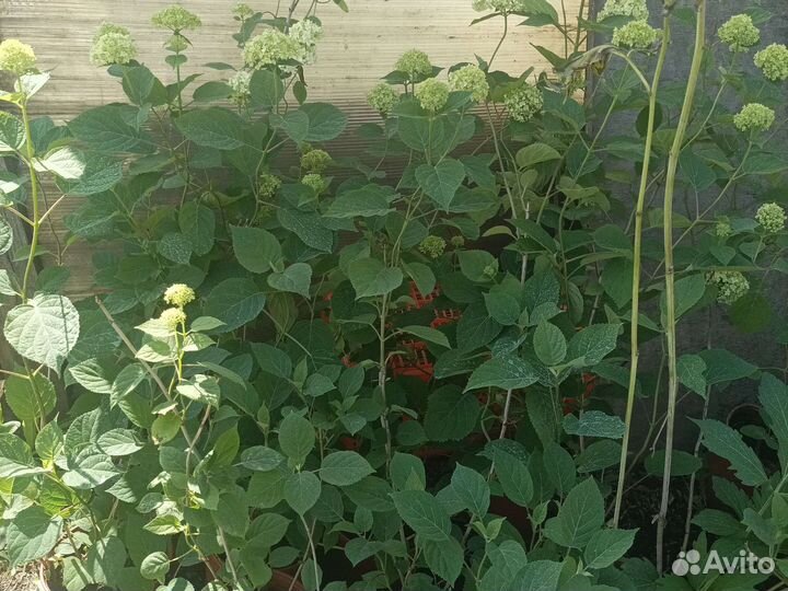 Гортензия анабель