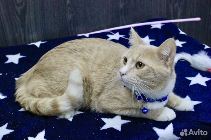 Рыжий котенок в добрые руки