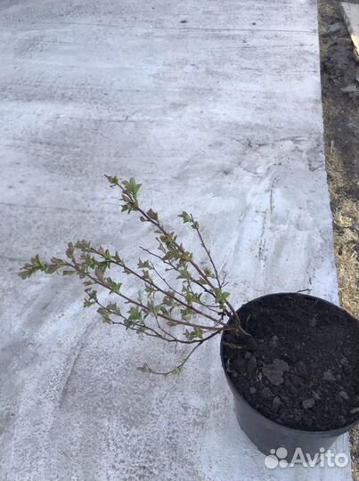 Спирея японская белая